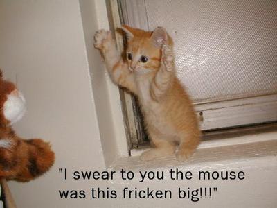 I Swear The Mouse Was This Fricken Big - Kitty