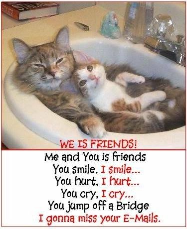 we is friends - cats