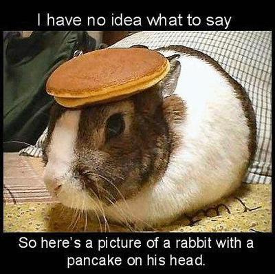 Rabbit With A Pancake On His Head