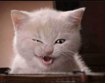 Funny White Cat