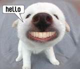 Hello Funny Dog Teeth