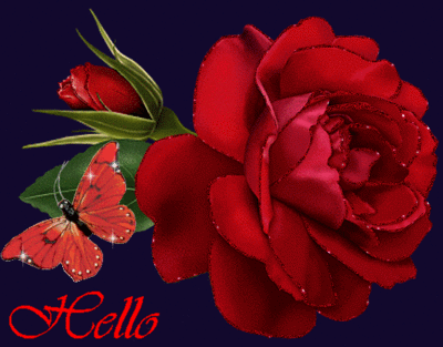 hello red rose ,red butterfly