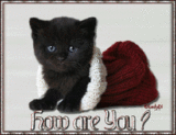 How Are You Black Kitty