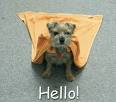 Hello funny dog