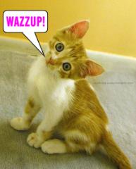 Wazzup! Small Kitty