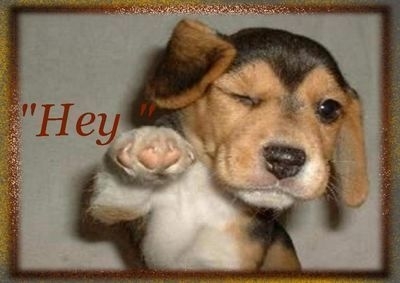 Hey