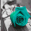 Animated Rose