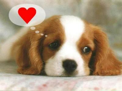 Puppy thinking about Love